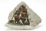 Dendrites On Limestone - Utah #207782-1